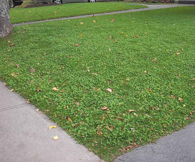 overseeded clover lawn